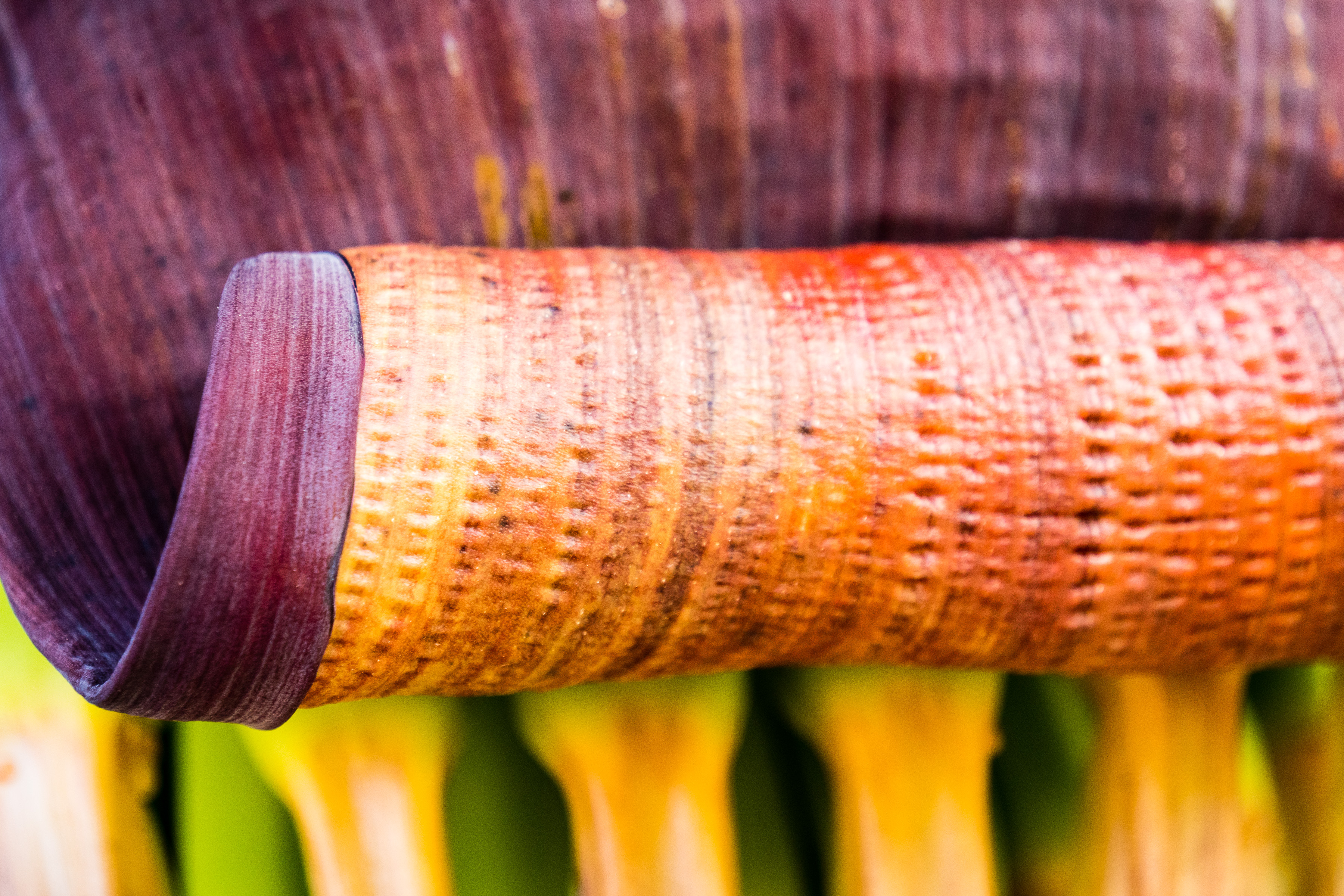 Tazacorte, Bananen Blütenblatt